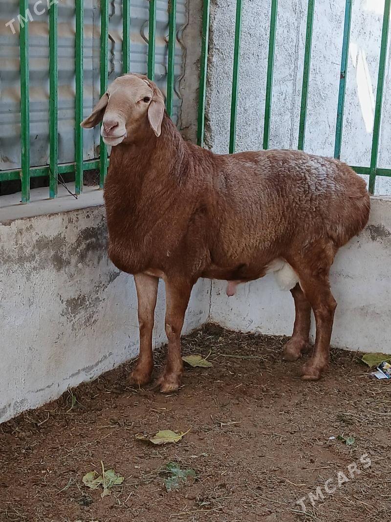 kisar goç - Тязе заман - img 8