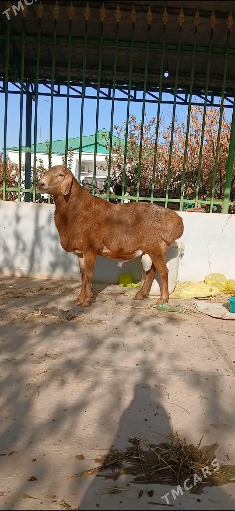 kisar goç - Тязе заман - img 3