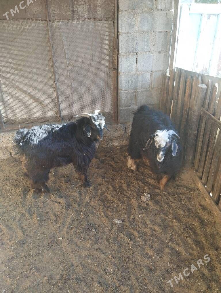 Geçi - Хитровка - img 3