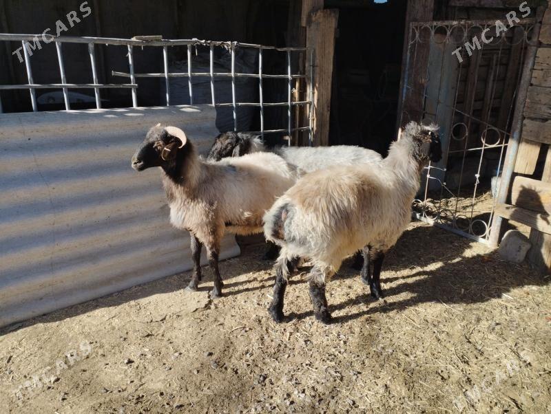 issek - Aşgabat - img 3