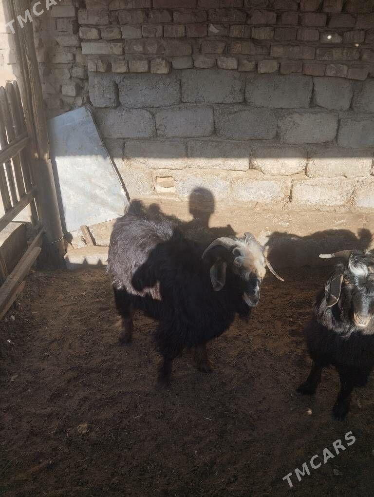 Geçi - Хитровка - img 2