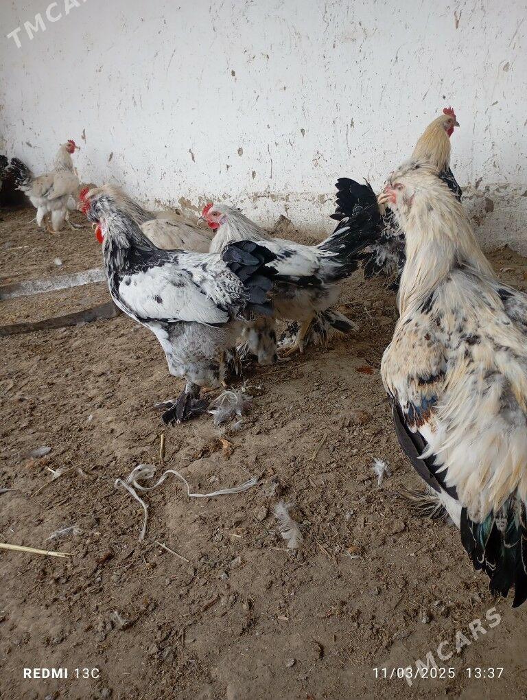 towuk - Bäherden - img 3