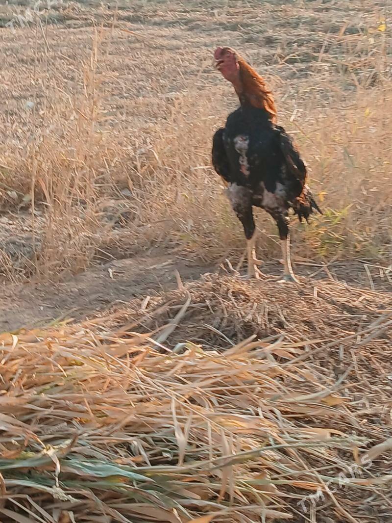 horaz - Гурбансолтан Едже - img 1