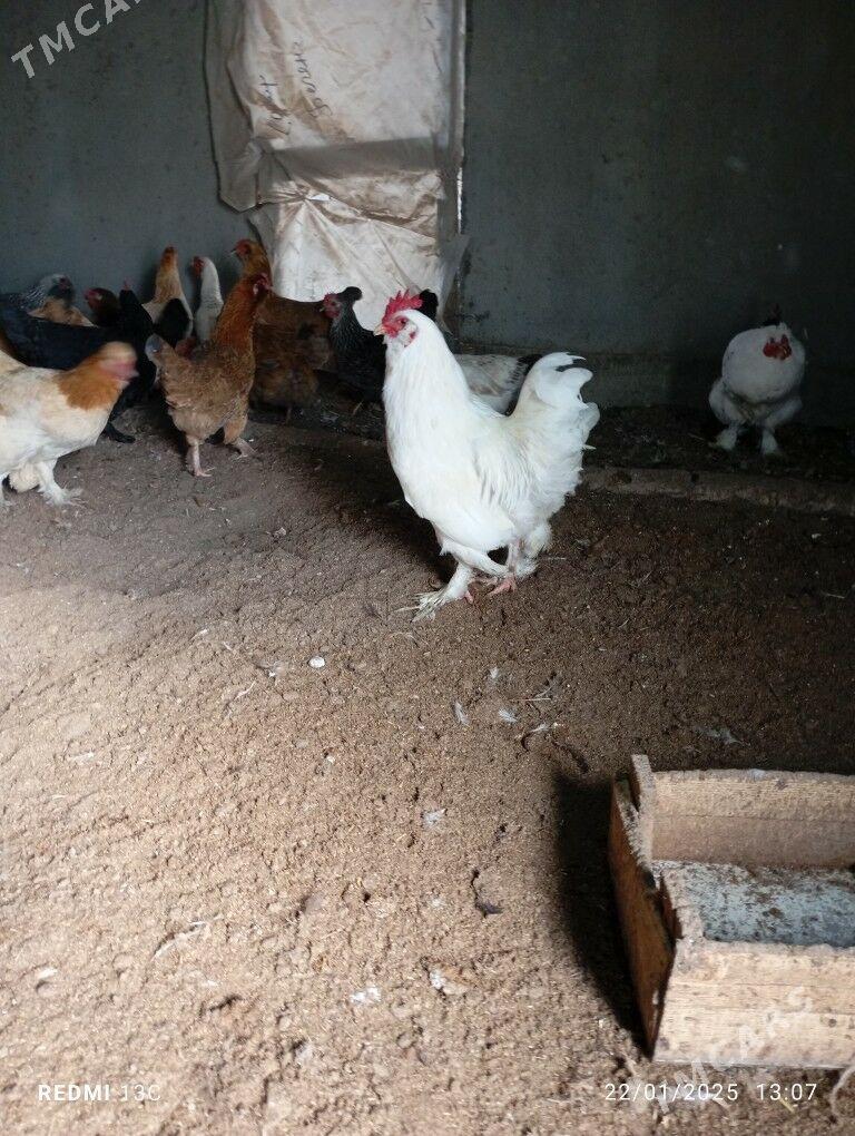 towuk - Bäherden - img 2