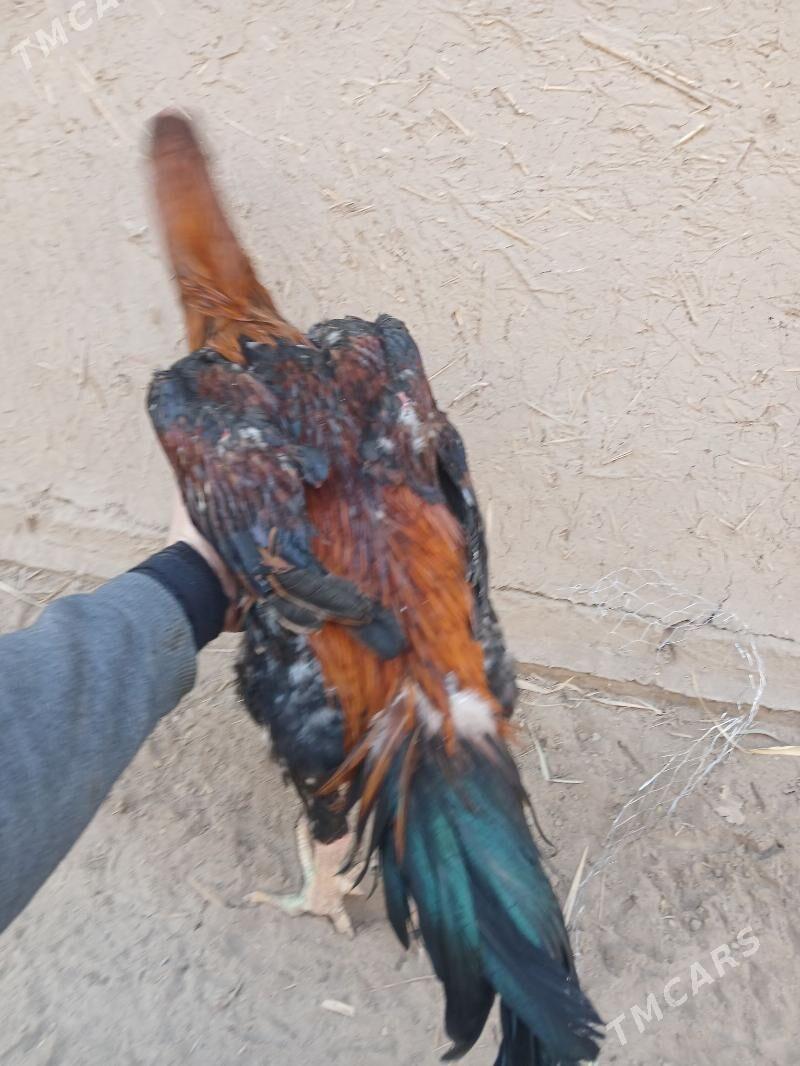 horaz - Гурбансолтан Едже - img 4