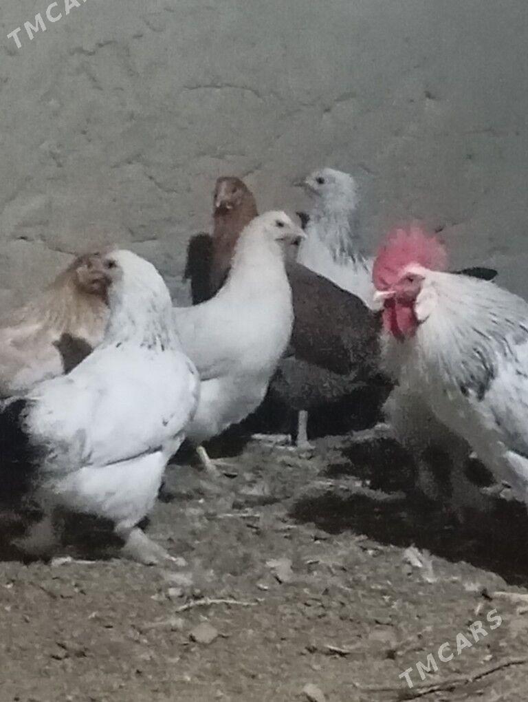 towuk - Кака - img 2