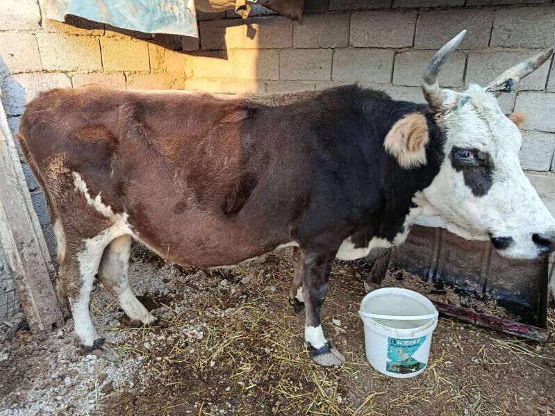 sygyr - Balkanabat - img 2