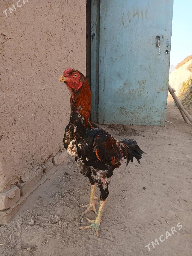 horaz - Гурбансолтан Едже - img 7