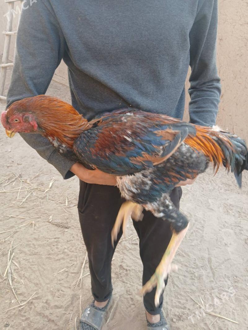 horaz - Гурбансолтан Едже - img 3