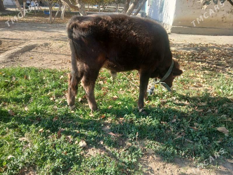 tohum oküz - Бахарден - img 2