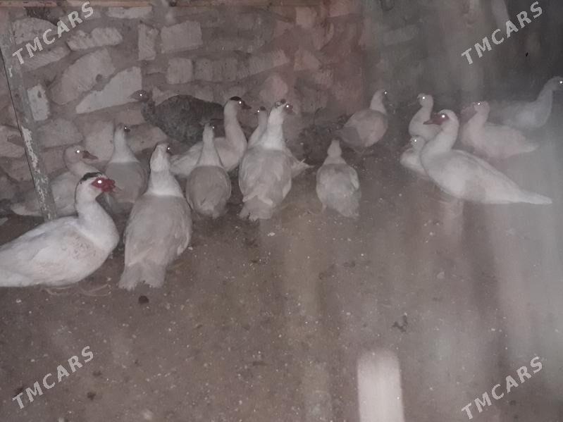 Ordek indawutga - Balkanabat - img 2