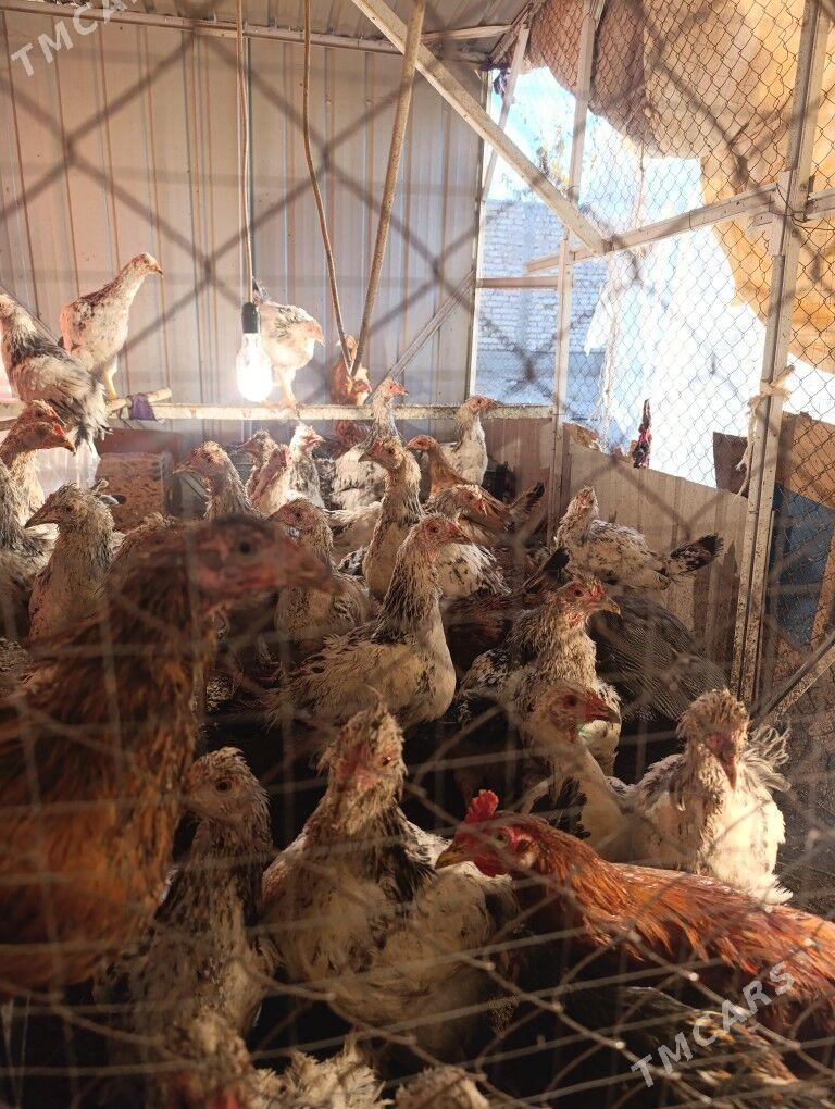 Brama jüyjeler boýny ala - Теджен - img 2