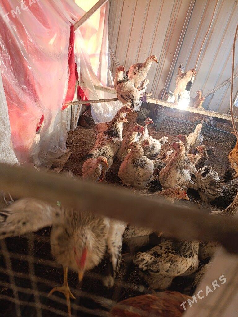 Brama jüyjeler boýny ala - Теджен - img 3