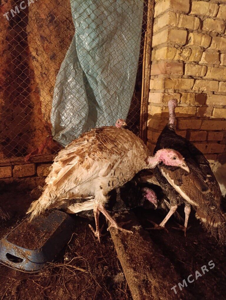 Boýy ýeten induklar 7 aý bolan - Теджен - img 2