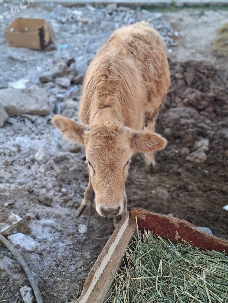 Öküz - Ýalkym - img 2