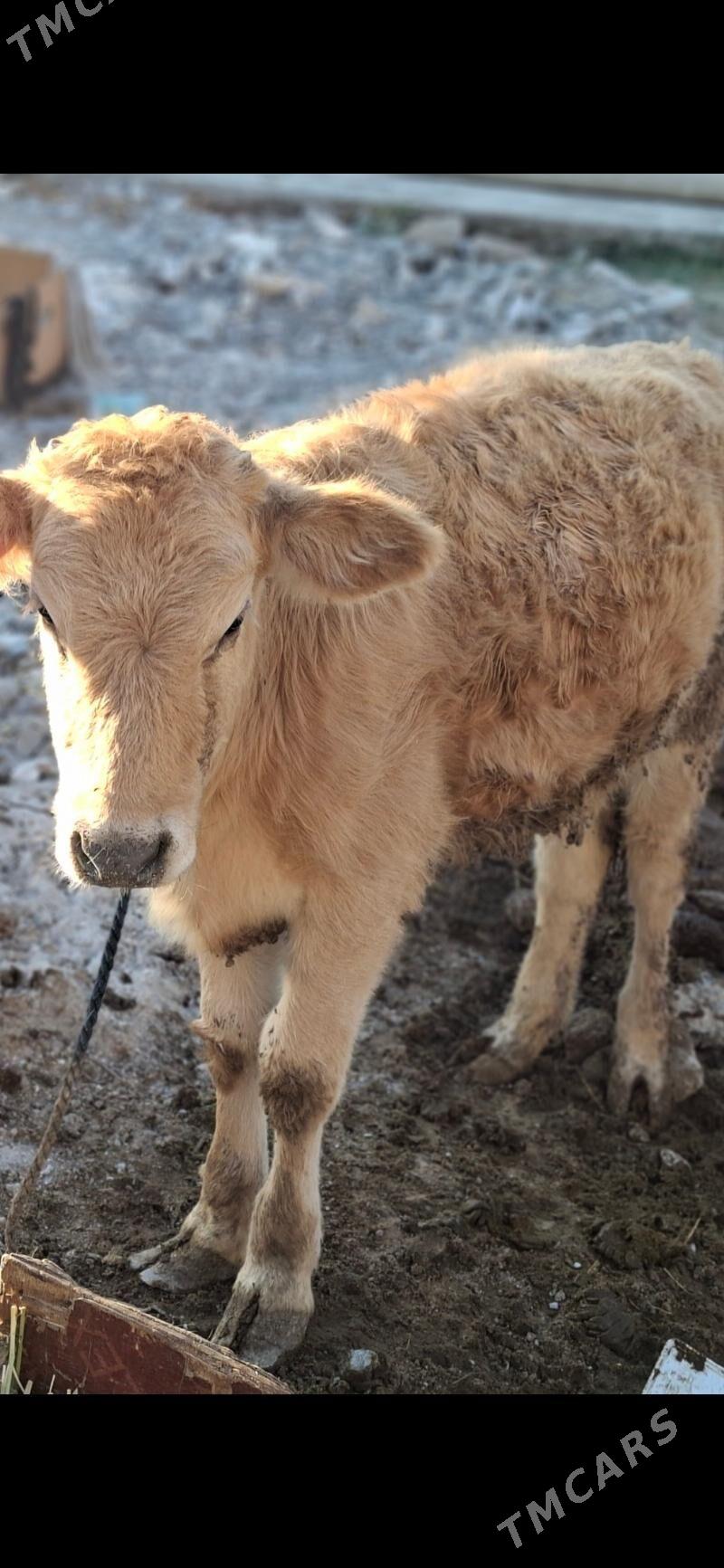 Öküz - Ýalkym - img 1