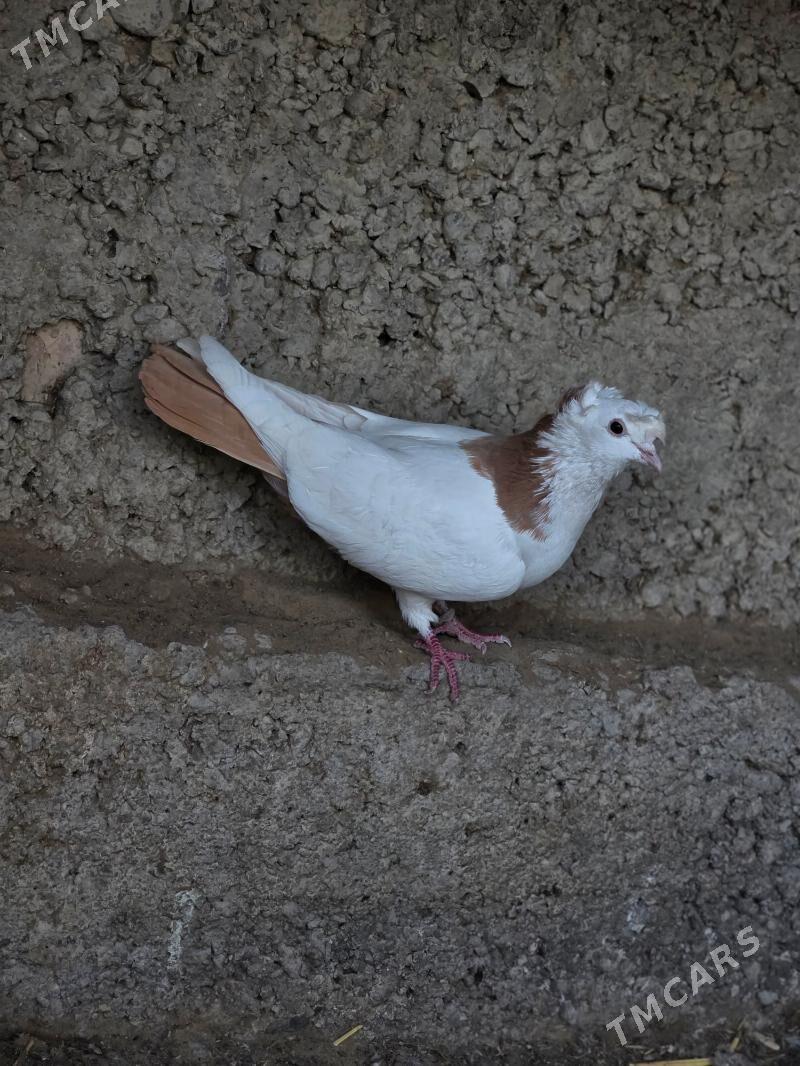 kepderi - Gökdepe - img 2