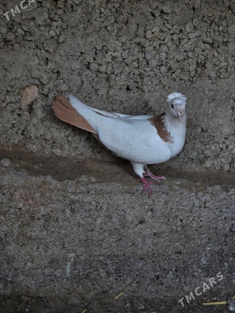 kepderi - Gökdepe - img 3