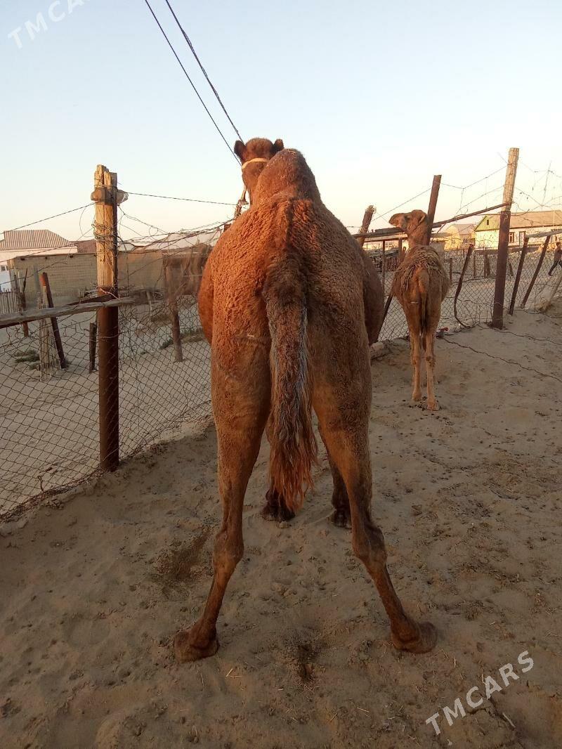 Torumly düýe - Эсенгулы - img 5