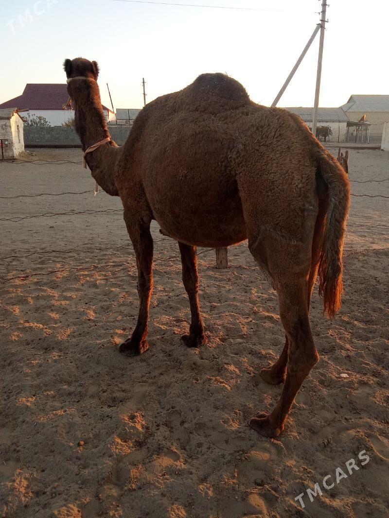 Torumly düýe - Эсенгулы - img 4