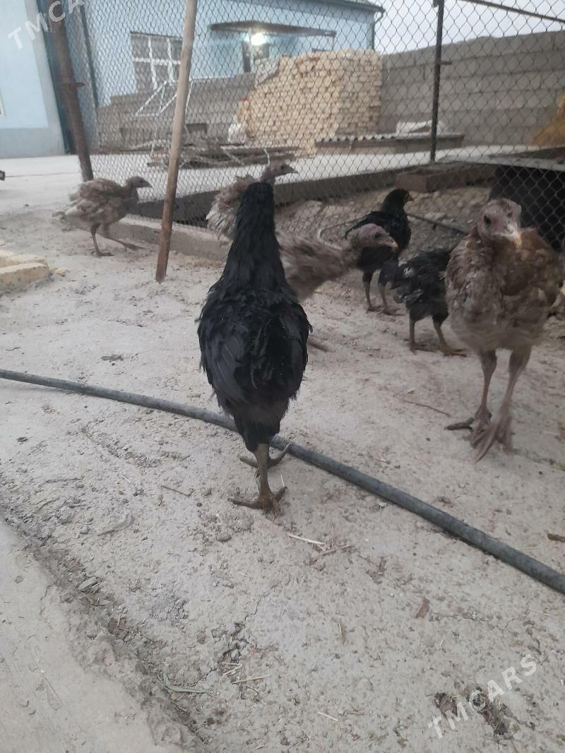 sesarka,gigant brama - Багир - img 3