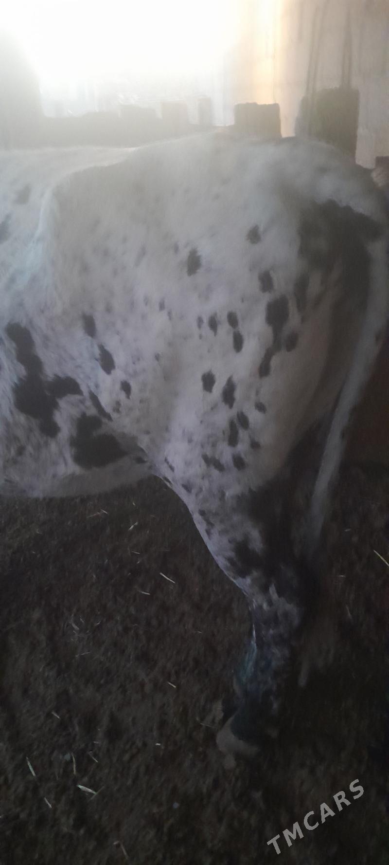 Sygyr - Kaka - img 3