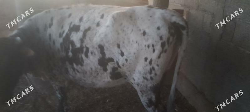 Sygyr - Kaka - img 2