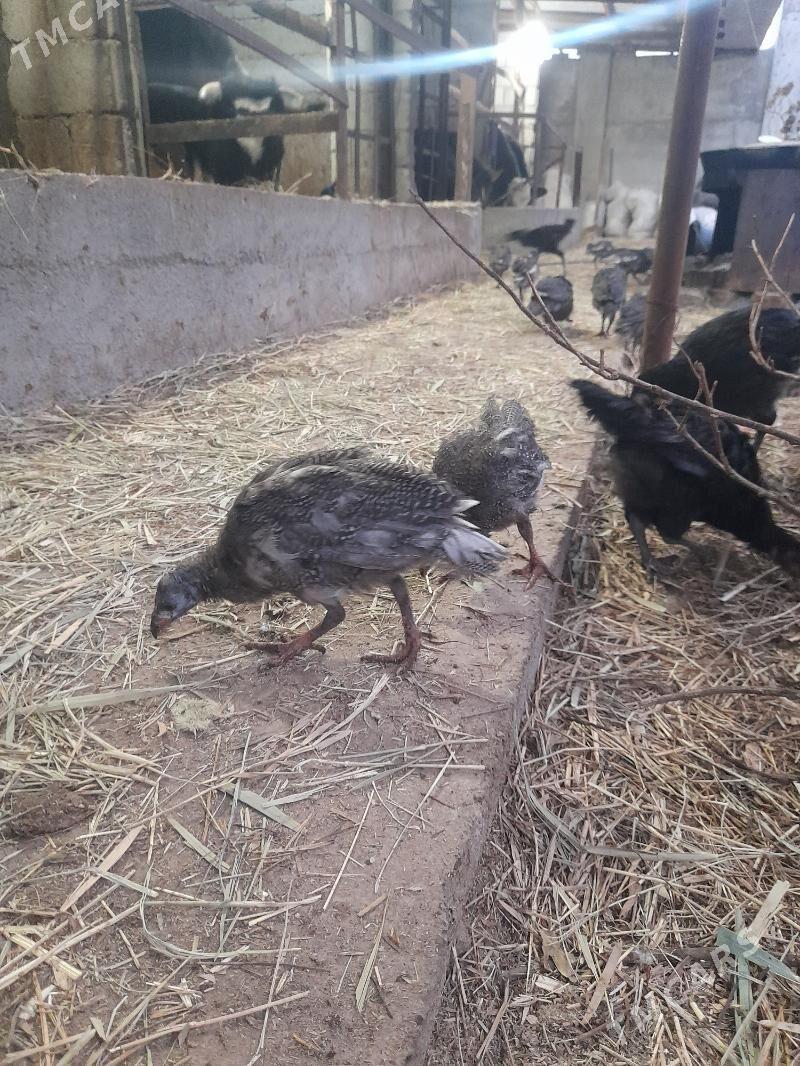 sesarka,gigant brama - Багир - img 4