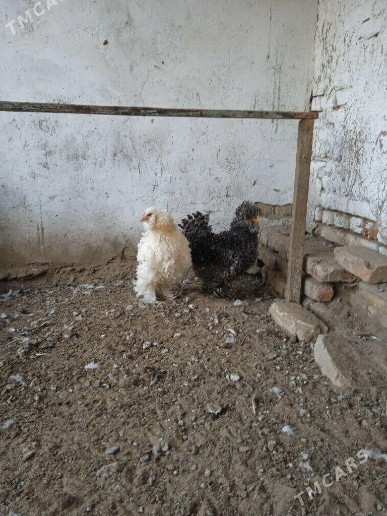 kirpi towuk - Mary - img 2