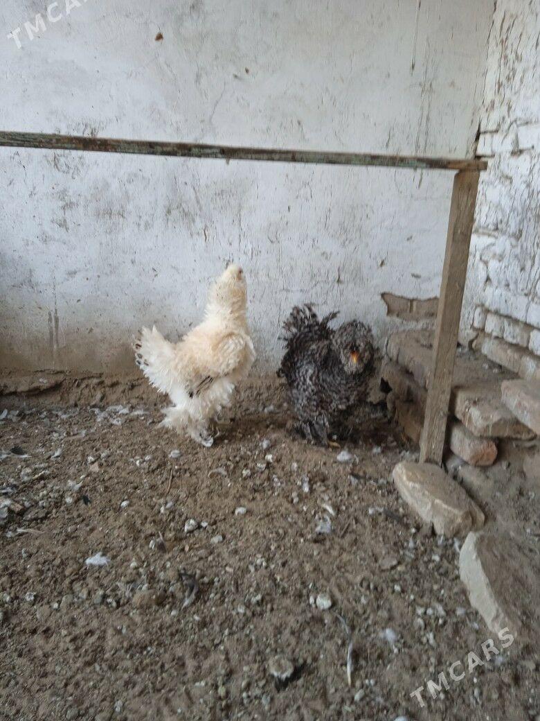 kirpi towuk - Mary - img 3