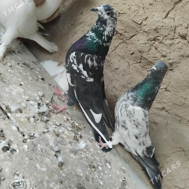 kepderi - Мары - img 2