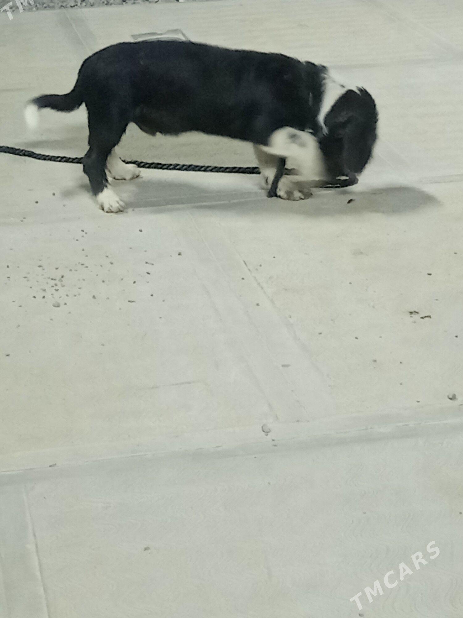 gürji öýde saklanýan - Чоганлы - img 7