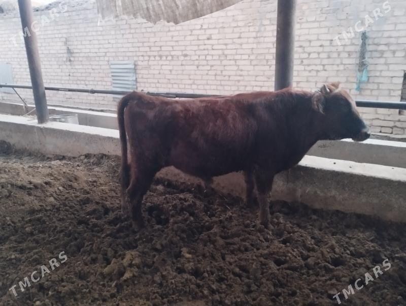 Okuz - Туркменабат - img 2