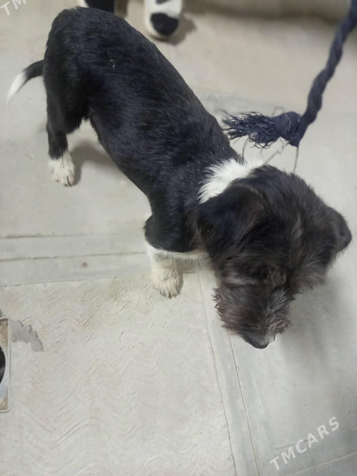 gürji öýde saklanýan - Чоганлы - img 2