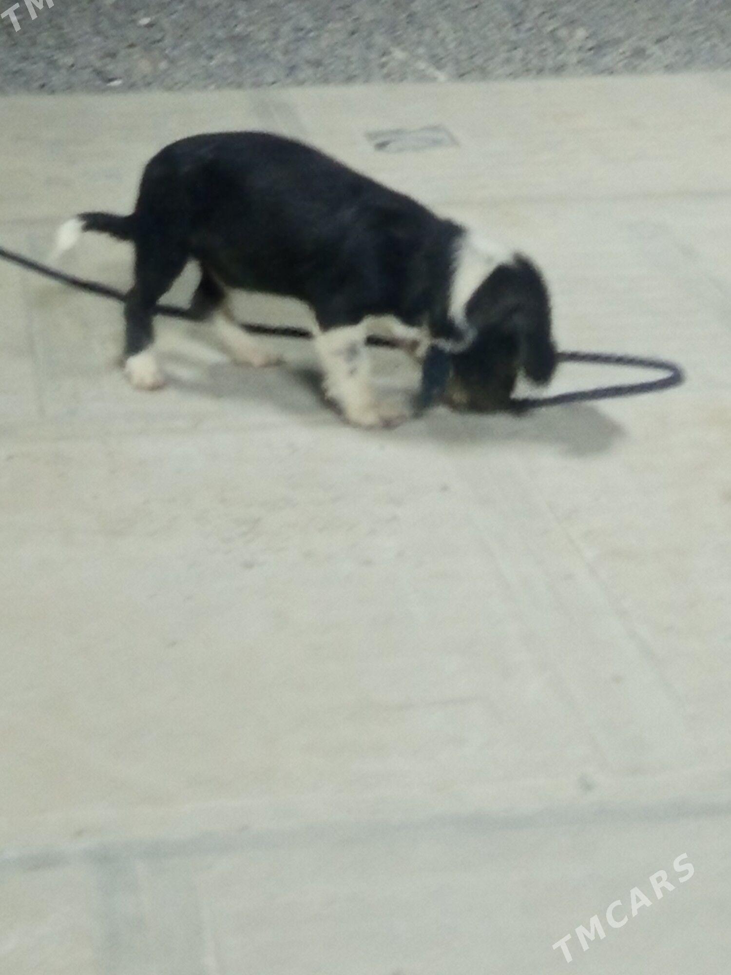 gürji öýde saklanýan - Чоганлы - img 6