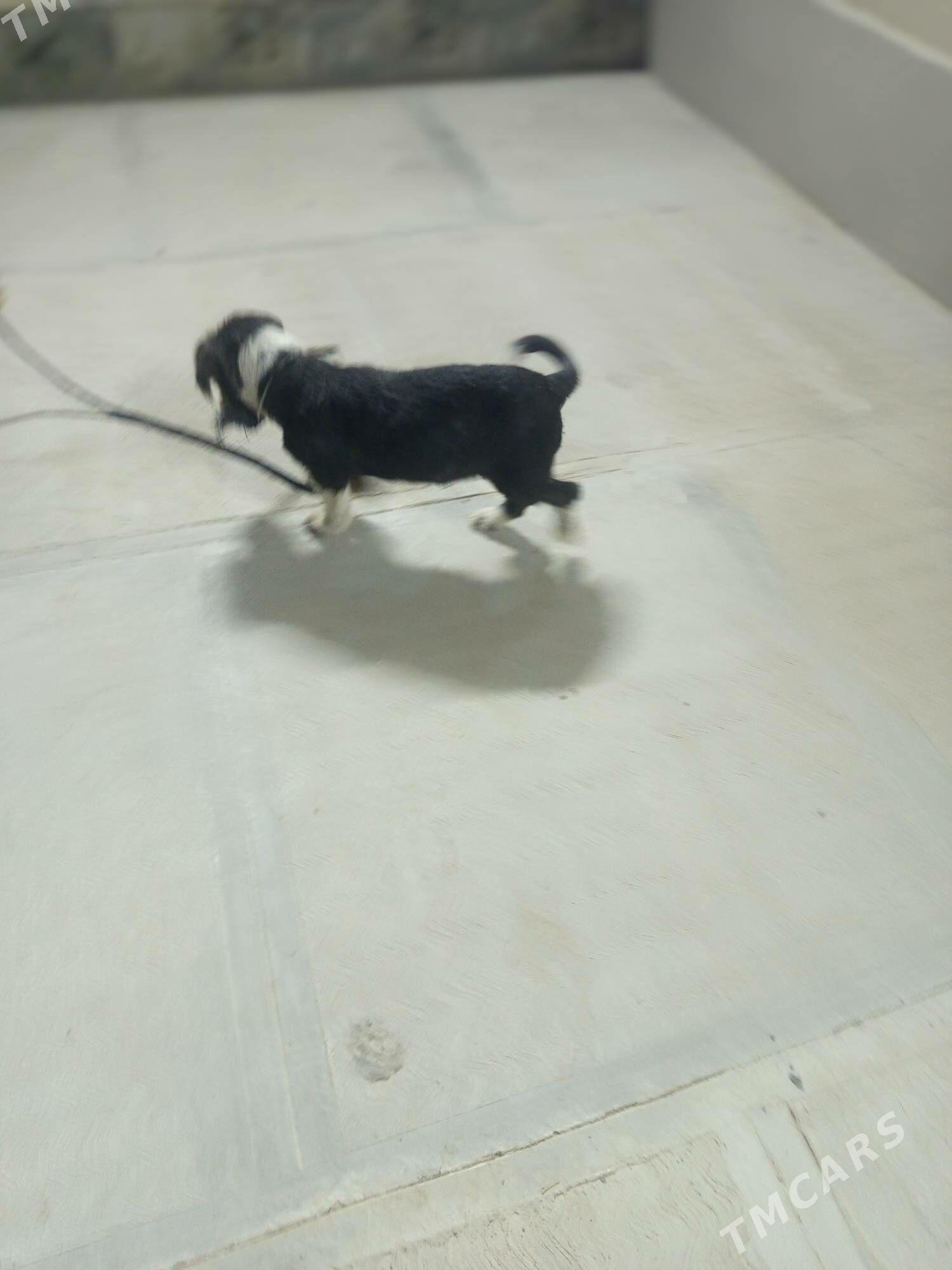 gürji öýde saklanýan - Чоганлы - img 9