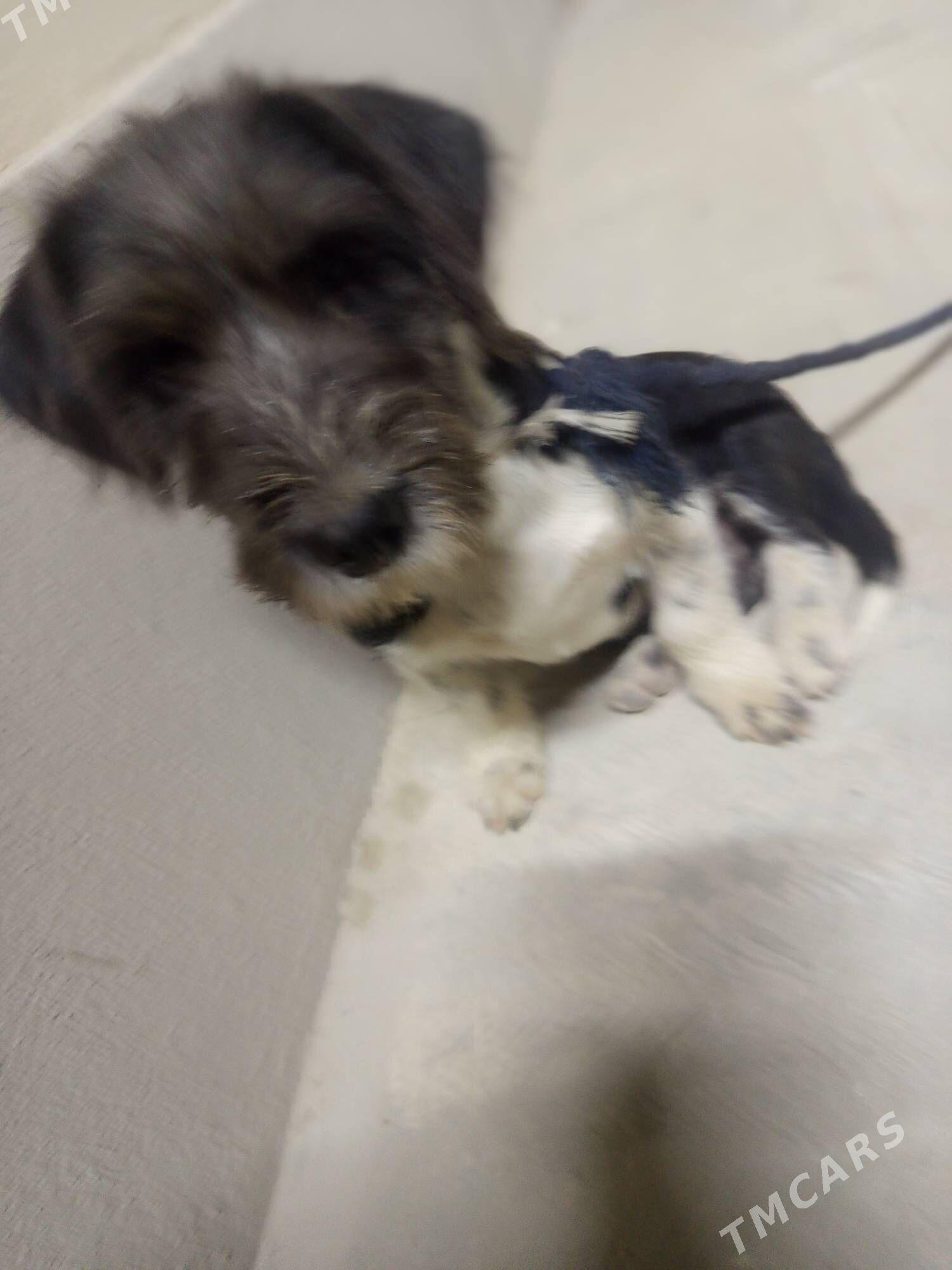 gürji öýde saklanýan - Чоганлы - img 4