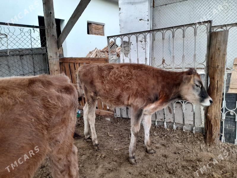 Okuz - Гуртли - img 2