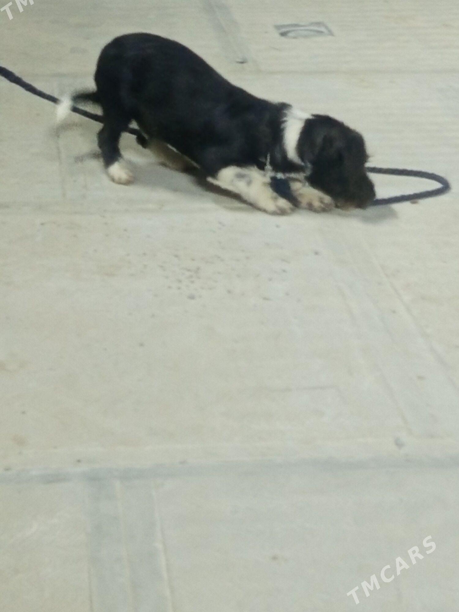 gürji öýde saklanýan - Чоганлы - img 8