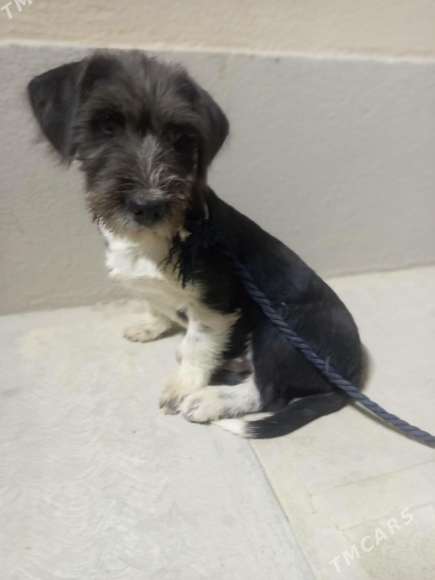 gürji öýde saklanýan - Чоганлы - img 3