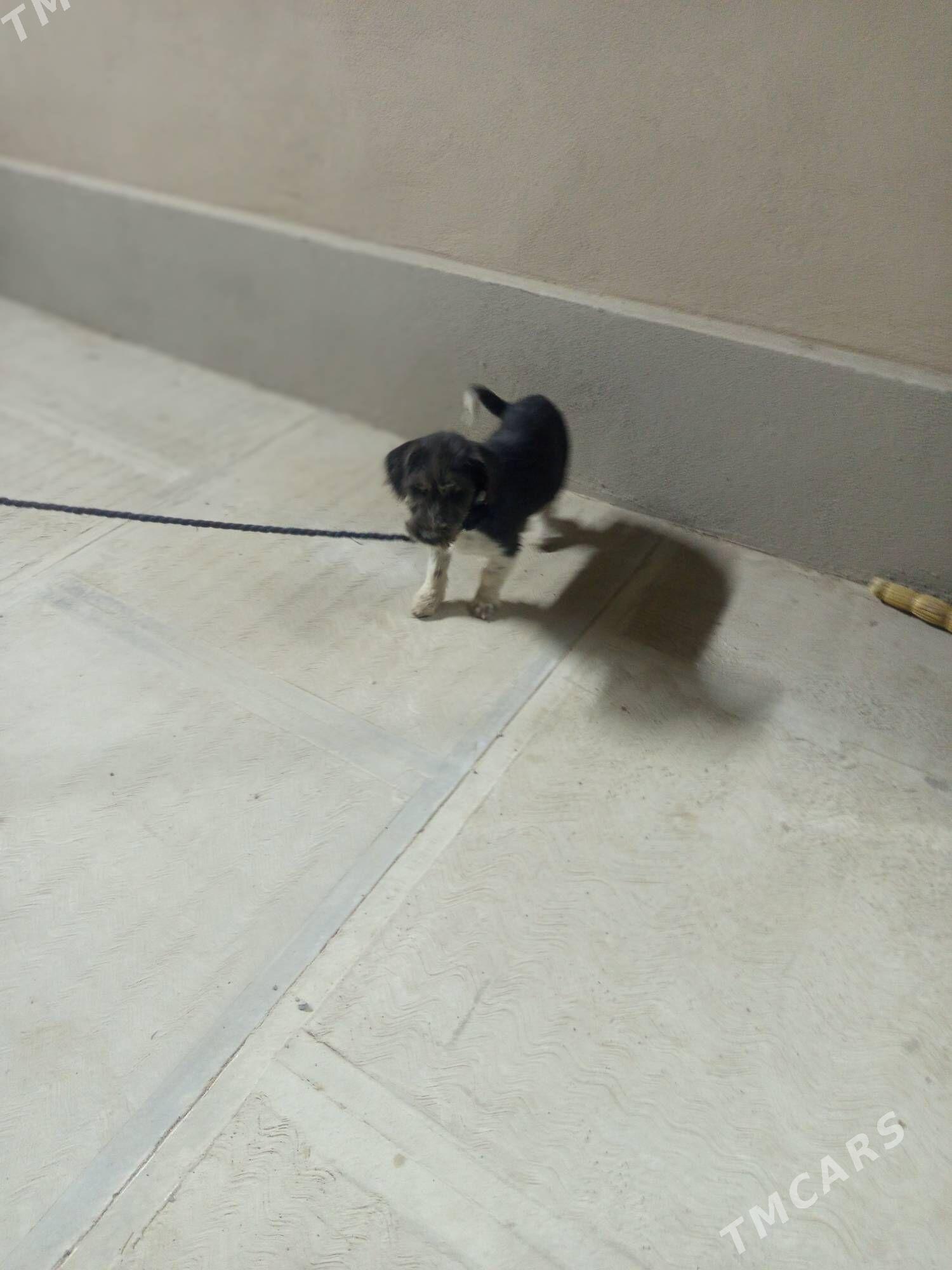 gürji öýde saklanýan - Чоганлы - img 5