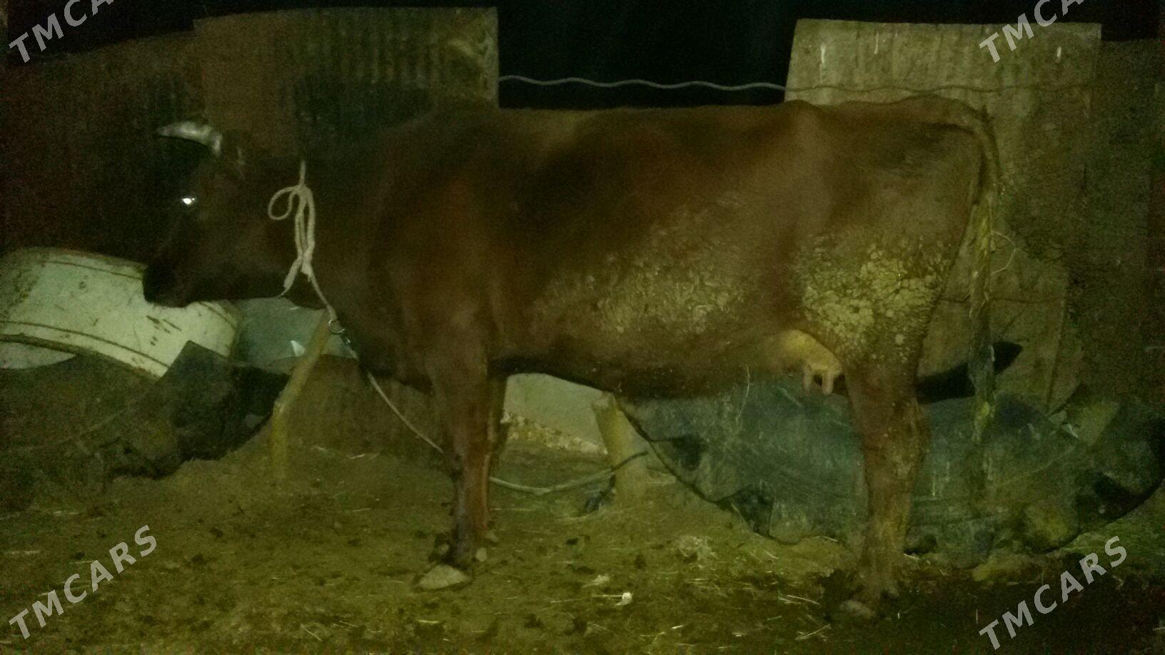 sygyr - Sakarçäge - img 4