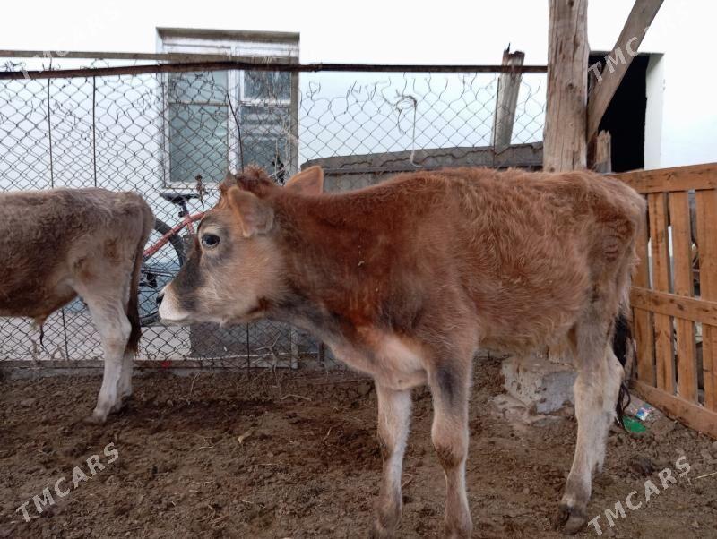 Okuz - Гуртли - img 3