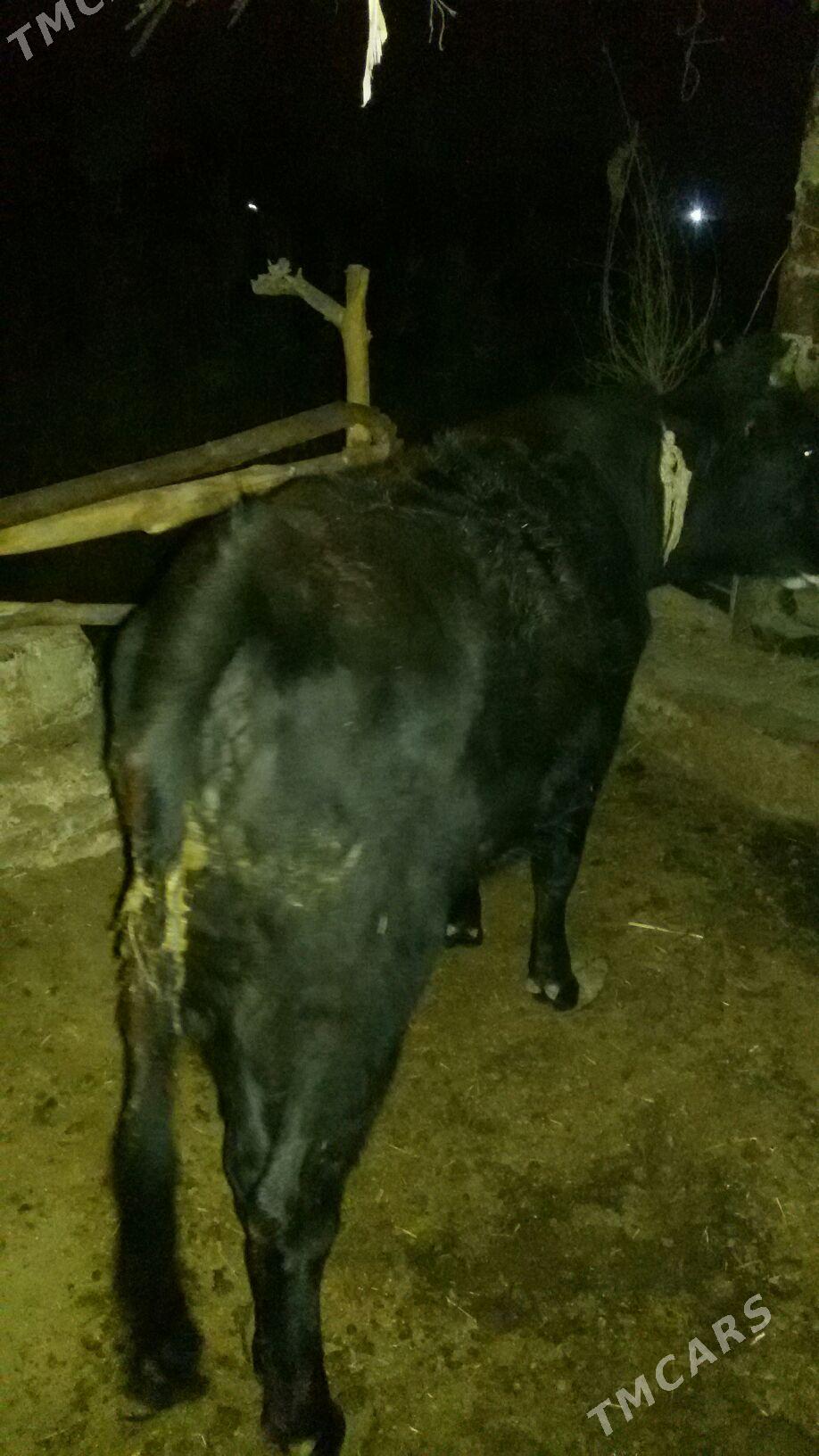 sygyr - Sakarçäge - img 2