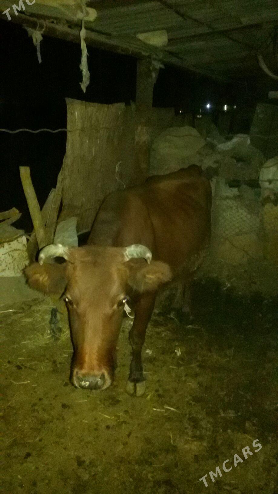 sygyr - Sakarçäge - img 3