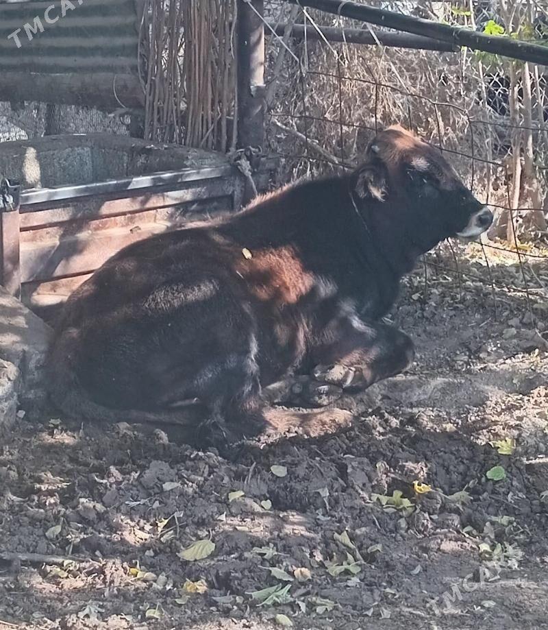 okuz - Яшлык - img 2