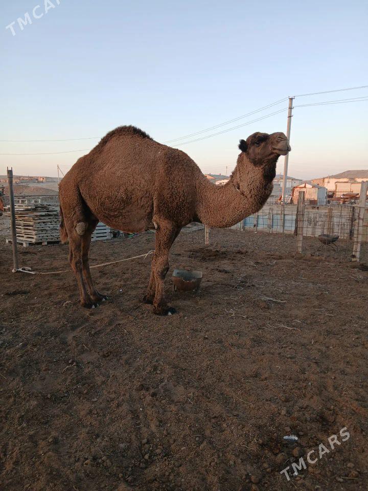 Erkek - Туркменбаши - img 2