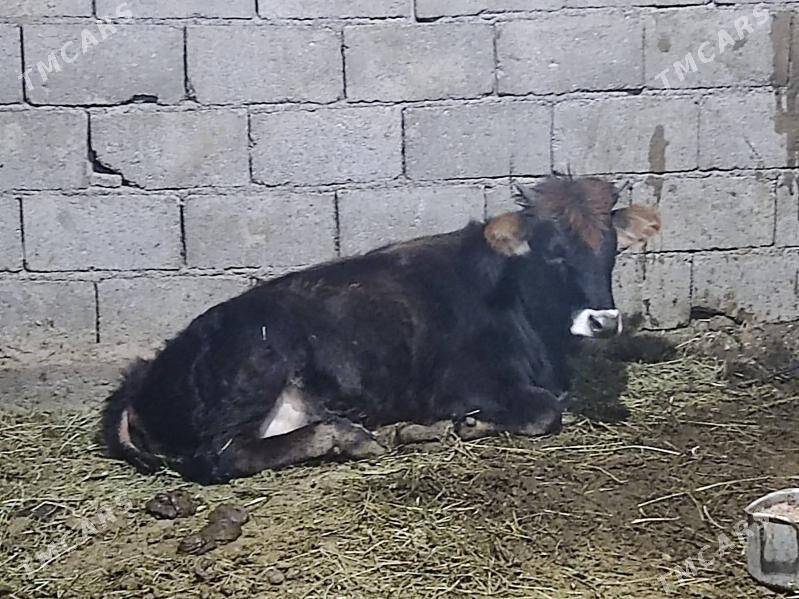 Tohum swes tuwe - Gökdepe - img 1