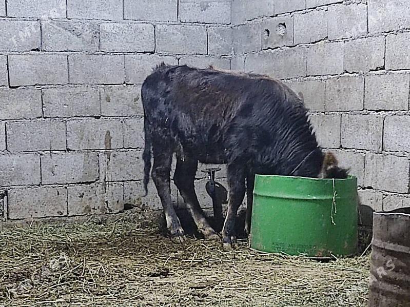 Tohum swes tuwe - Gökdepe - img 8