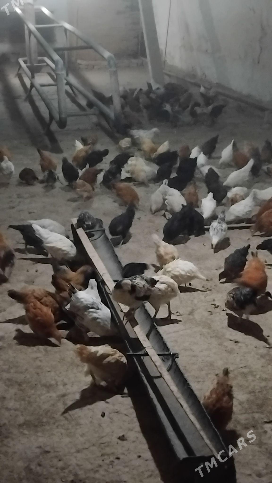 Juje - Wekilbazar - img 3